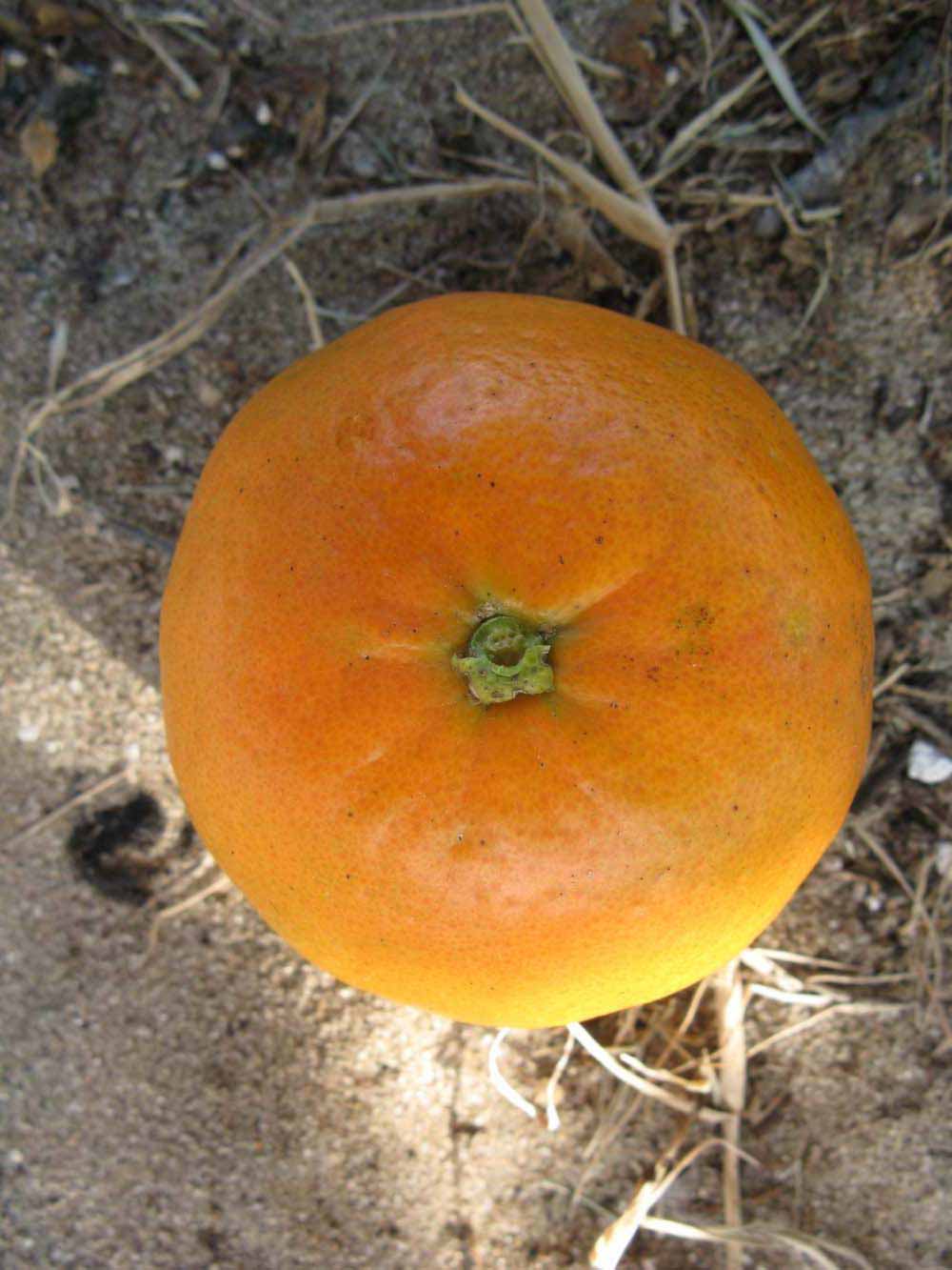            Fruit (Winter Haven, FL)   